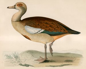 Egyptian Goose